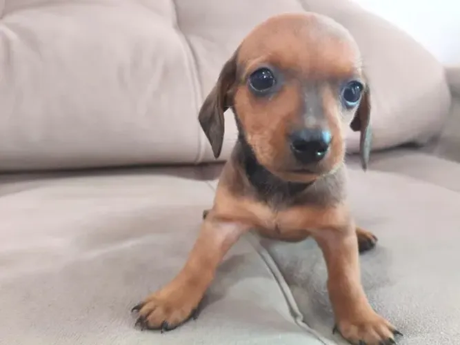 Filhote de Basset mini 