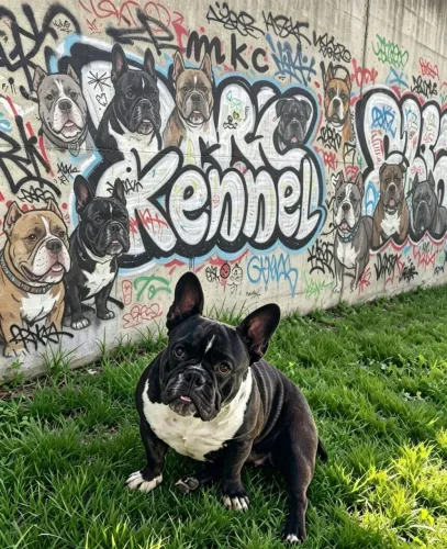 American bully exótic 
