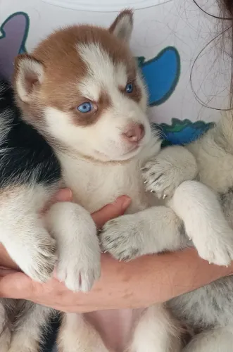 linda husky fêmea disponível