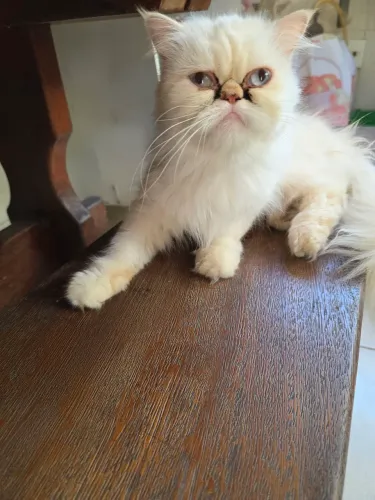 Gatos persa