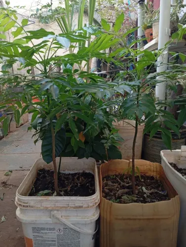 Cajá anão no balde 50 reais cada