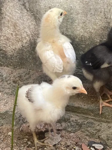 Vendo 49 pintinhos caipira, todos saudáveis e de ótima linhagem