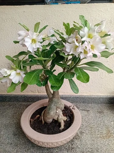 Rosa do deserto branca com detalhe rosa com vaso