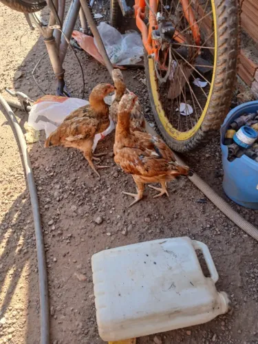 Franguinhos