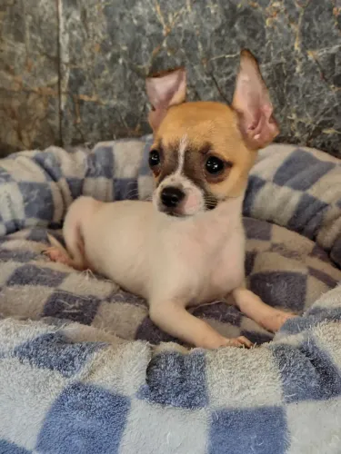 Chihuahua