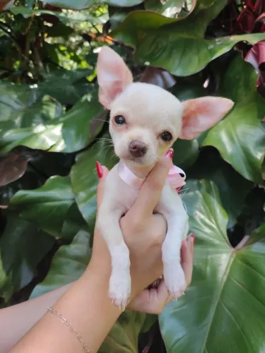 Filhotes de Chihuahua