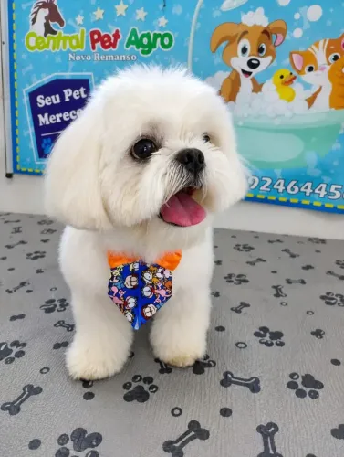 Troco Xbox one por cachorro de porte pequeno.De preferência um filhote de shih Tzu.