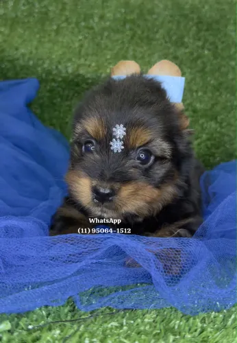 Yorkshire terrier belos meninos á pronta entrega