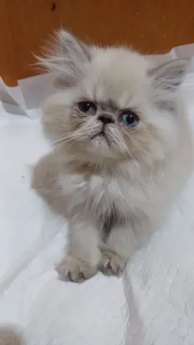 Lindo filhote de gato persa macho olhos azuis pura.Parcelo.Entrego em Curitiba e região