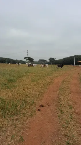 CHACARAS A VENDA CIDADE DE NEVES PAULISTA DIVERSAS METRAGENS