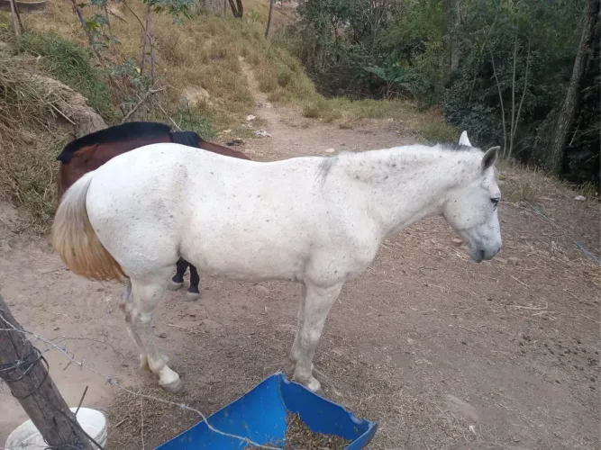 Oportunidade!!! - Cavalo a venda