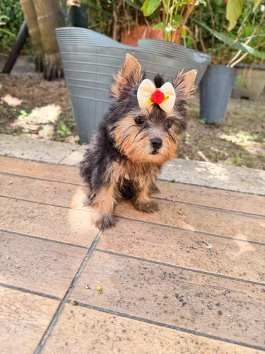Yorkshire terrier