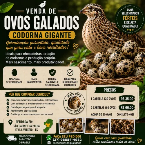 Ovos codorna Gigante