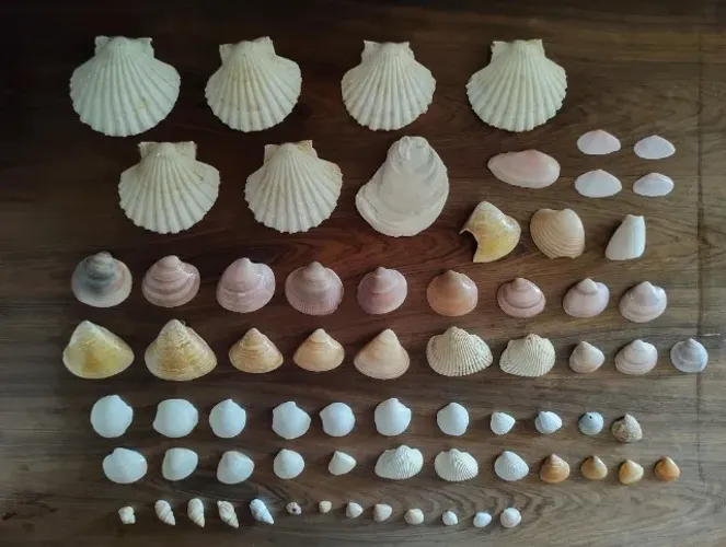 Conchas para decoração