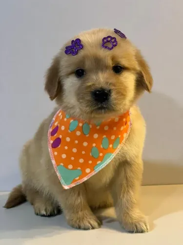 FILHOTE DE GOLDEN RETRIEVER UM AMOR DE PET