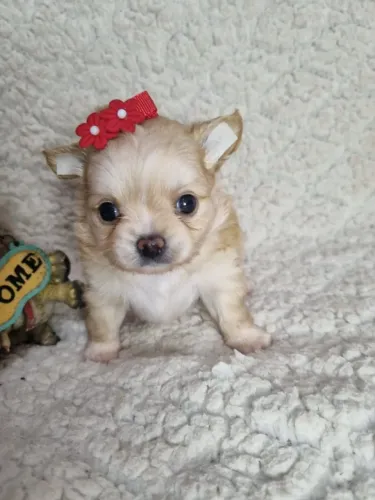 Chihuahua fêmea o cãozinho que vocêprocura!
