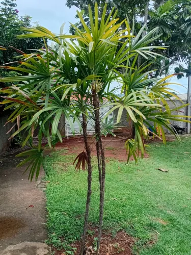 Planta ráfia grande