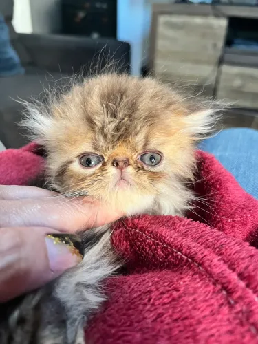 Linda guriazinha persa! 