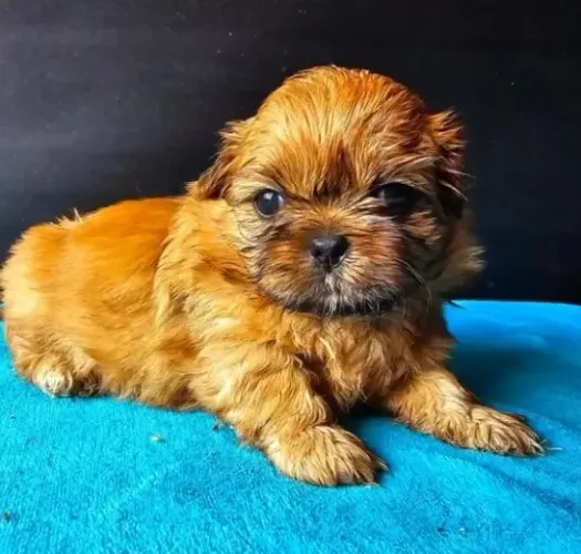 Filhote Fêmea de Shih-Tzu - White e Miniatura