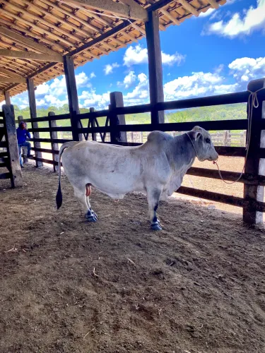 Mini boi mestiço - Manso