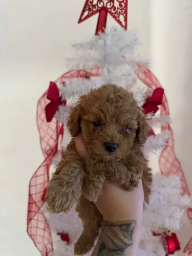 Poodle Toy Fêmea