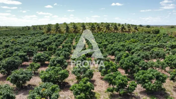 Vendo-se uma roça Produtiva com 3,5ha em Maniçoba - Juazeiro/BA