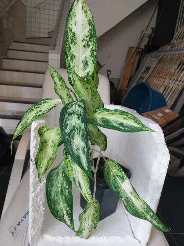 Mudas de Aglaonema Pseudobracteatum tamanhos variados