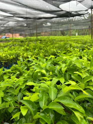 Mudas de acerola junco para produção rural