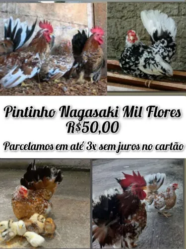 Pintinho Nagasaki 