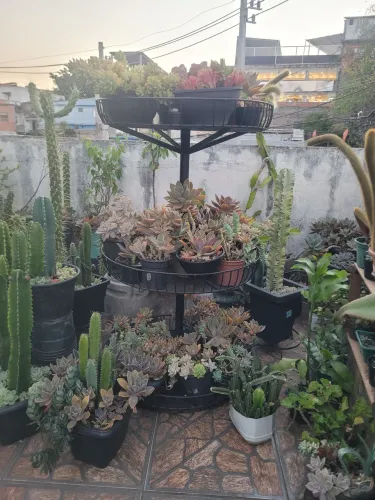 Cactos para decorar seu lar.