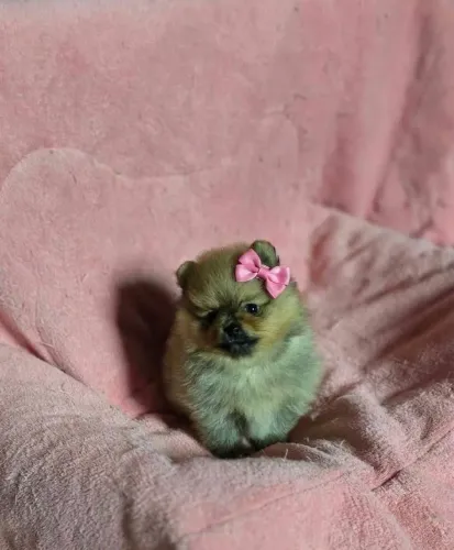 Spitz alemão
