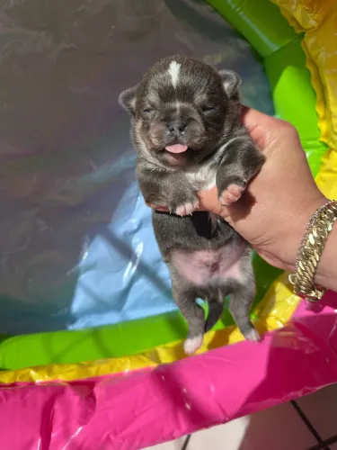 Chihuahua 
