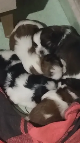 Vendo filhote Shitzu macho e fêmea