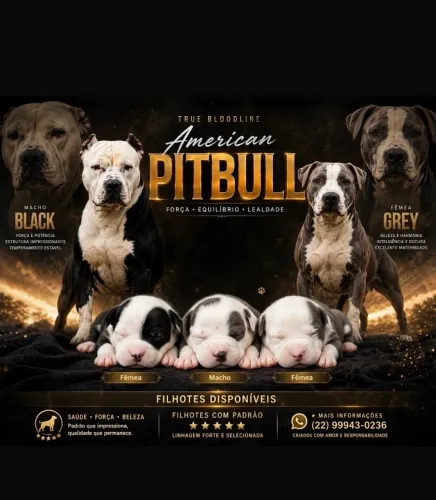 Filhotes de pitbull
