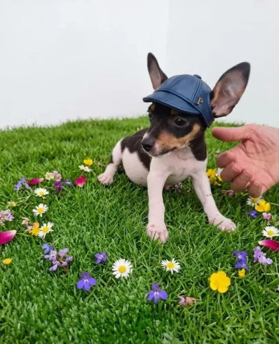 Pinscher Zero Fofo e Esperto Procurando Novo Lar 