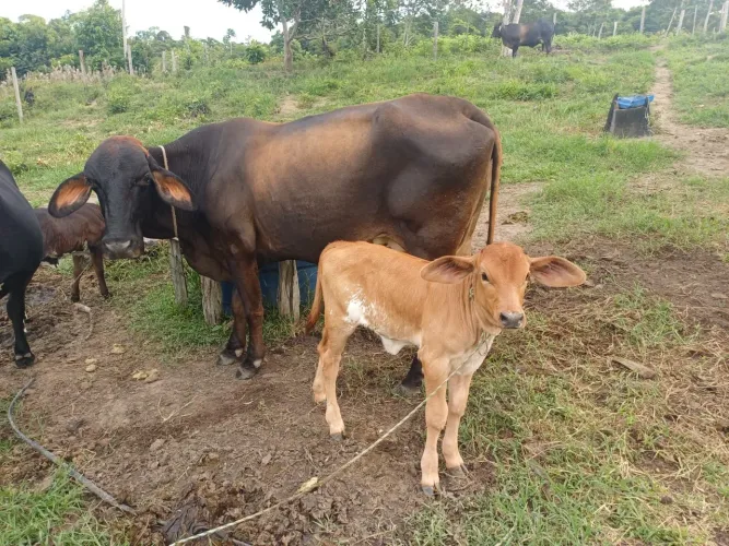 VENDO VACAS LEITEIRAS COM BEZERRO NO PE 