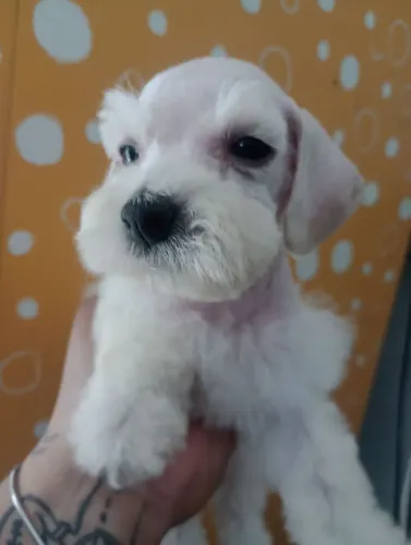 Schnauzer Miniatura macho