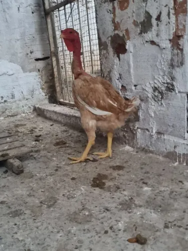 Franga idia gigante polaco