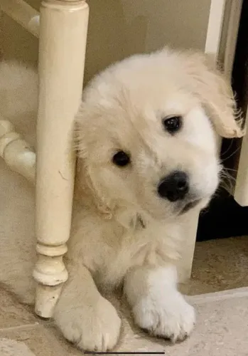 Golden O dog ideal para transformar silêncio em diversão