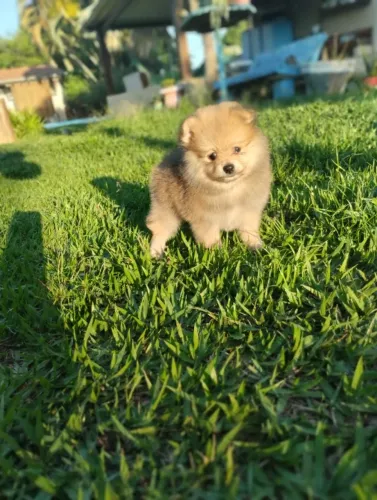 Spitz Alemão, Anão, Maravilhosos machinhos Laranja!!