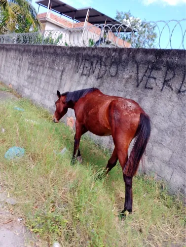 Porda top pra negociar (bate 30 no trote)