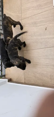 Filhote macho cane corso 