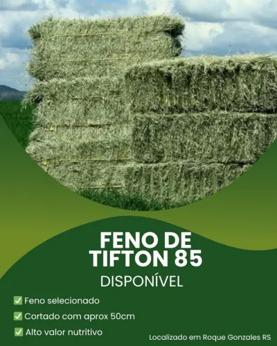 Feno de Tifton 85 tipo A disponível 