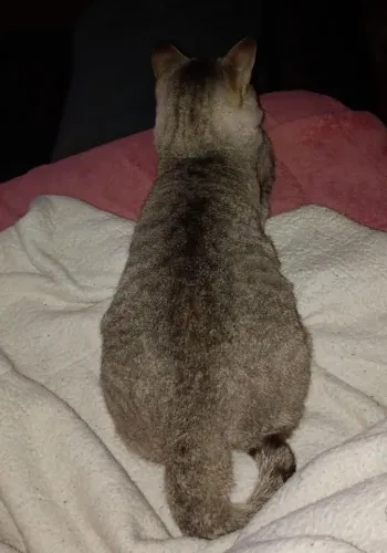 Gato castrado 