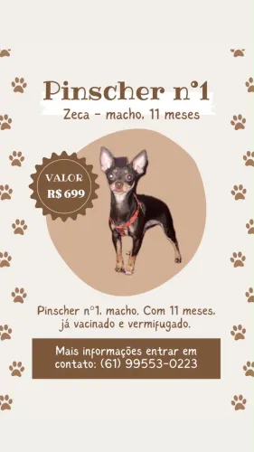 Pinscher