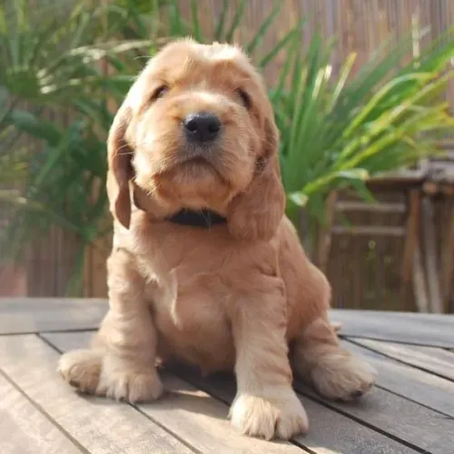 Cocker Ingles Machos e Femeas