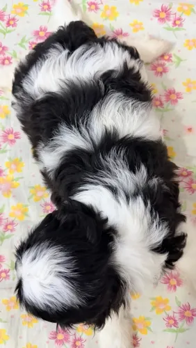 Shih Tzu