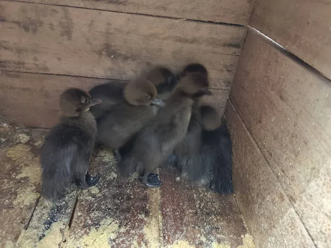 Filhote pato do mato