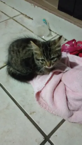 Gatinha filhote