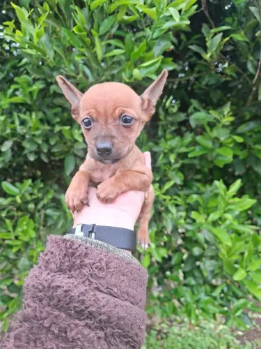 Pinscher uma boa escolha